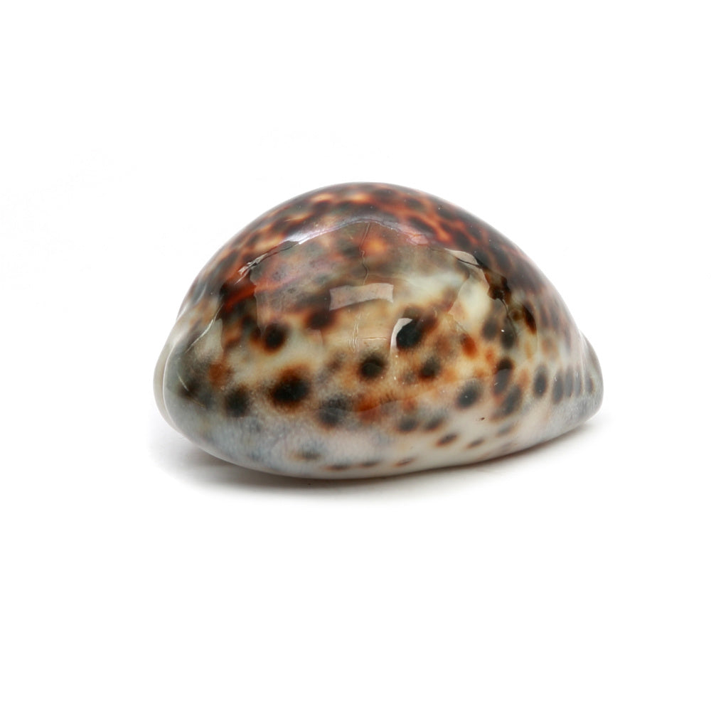The Cowrie Shell 